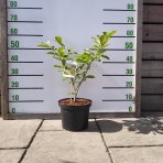 Hamamel prostredný (Hamamelis × intermedia)´DIANE´ – výška 40–60 cm, kont. C5L